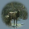 Elk