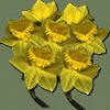 Daffodils