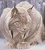 Dozing Lynx